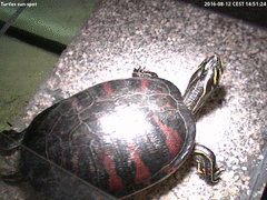 time-lapse clip preview 