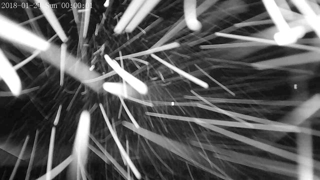 time-lapse frame, 3 - Pioneer Cam webcam