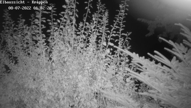 time-lapse frame, Webcam in Bad Schandau Sächsische Schweiz webcam