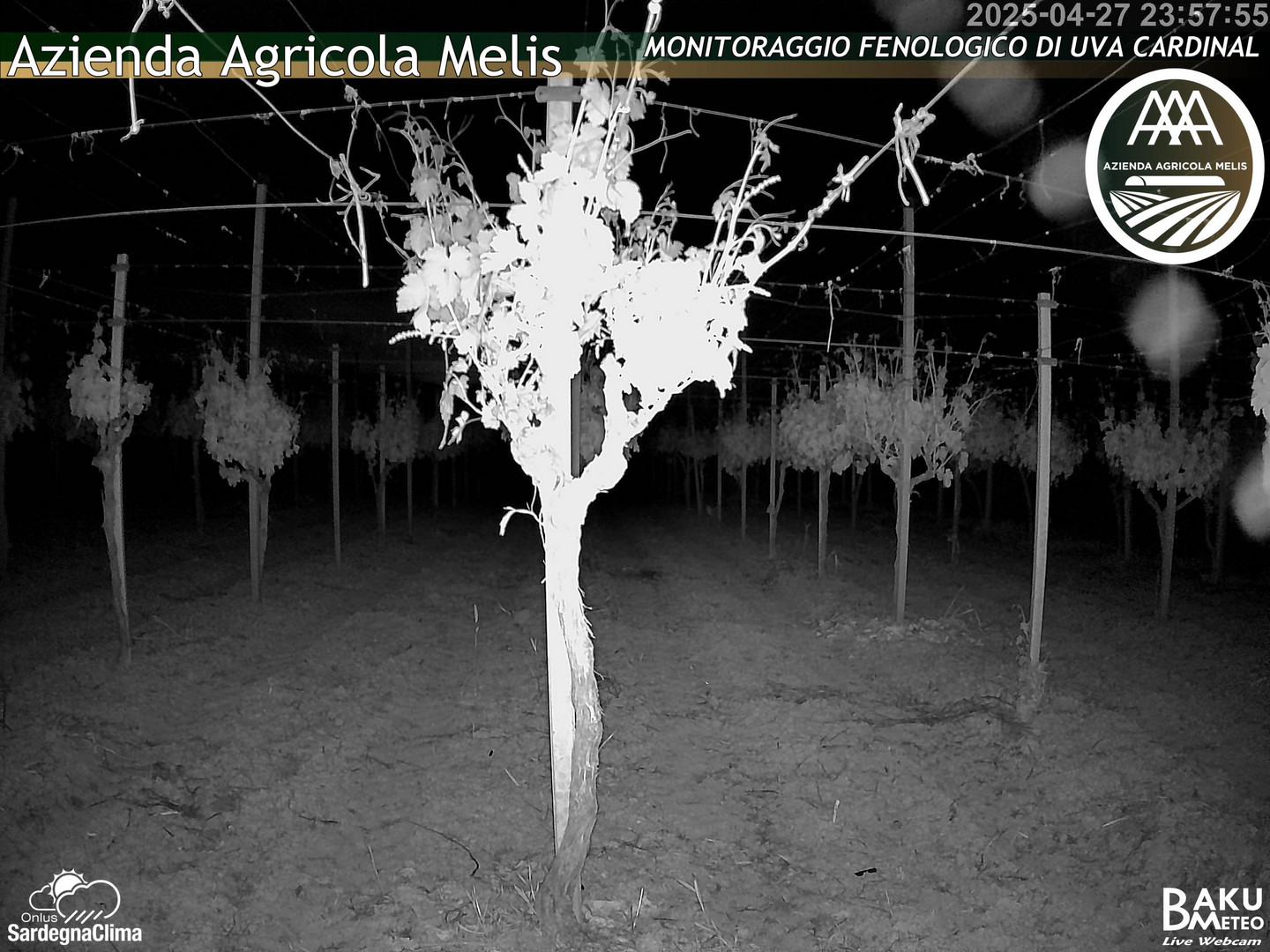 time-lapse frame, Bari Sardo - Fenologica webcam