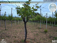 view from Bari Sardo - Fenologica on 2025-05-05