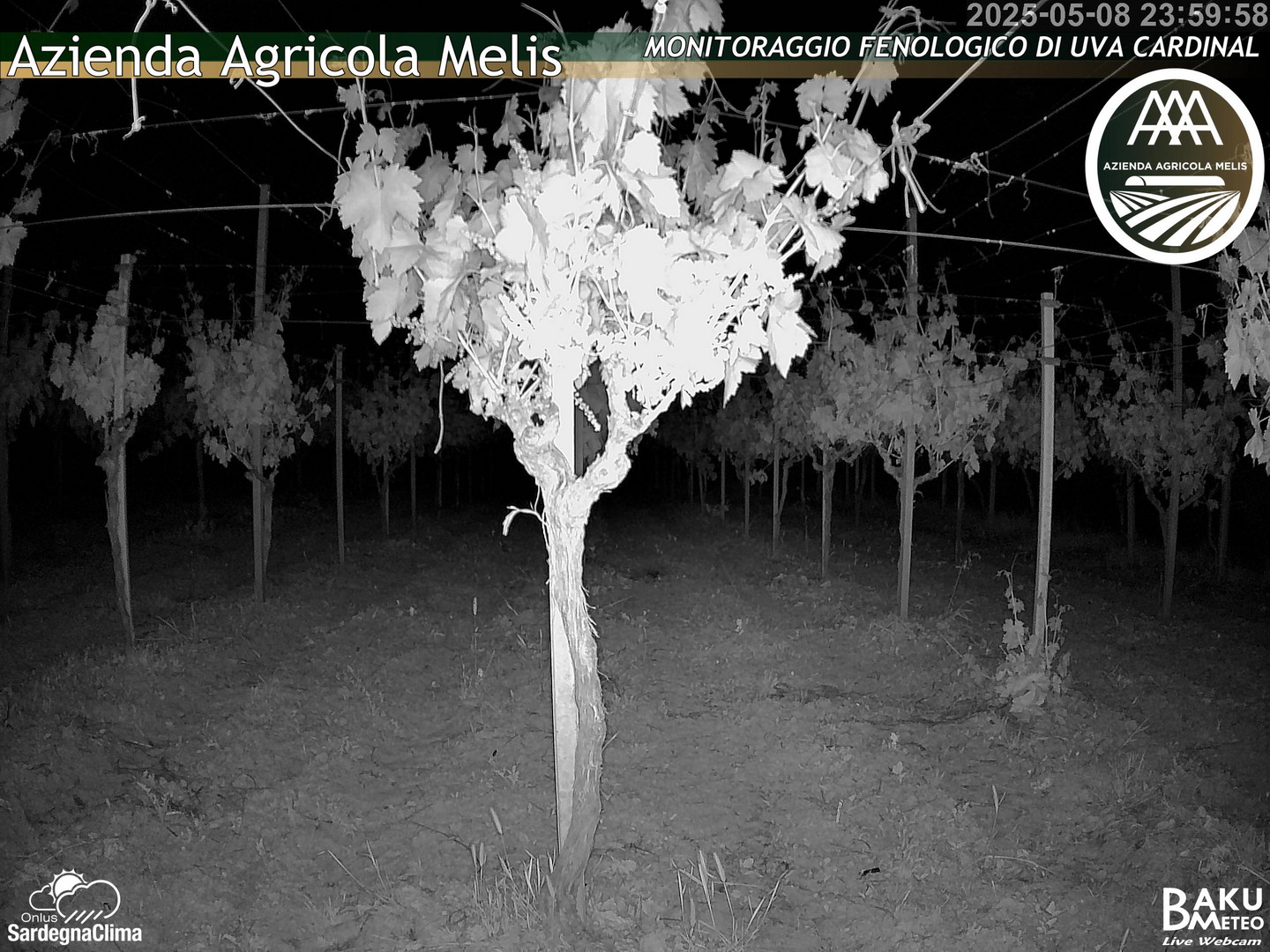 time-lapse frame, Bari Sardo - Fenologica webcam