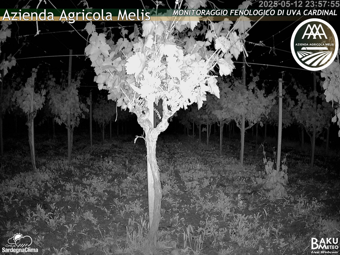 time-lapse frame, Bari Sardo - Fenologica webcam