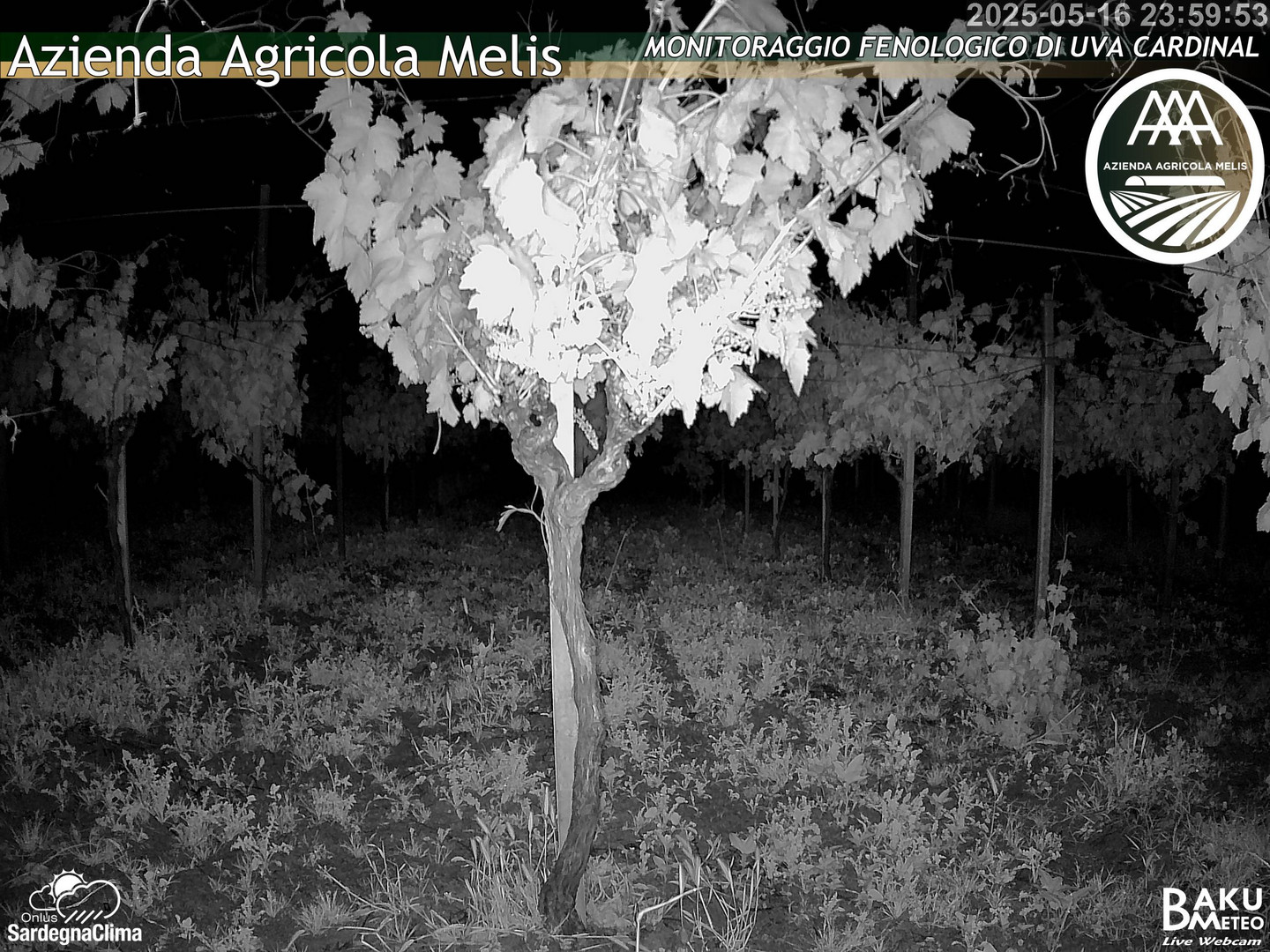 time-lapse frame, Bari Sardo - Fenologica webcam