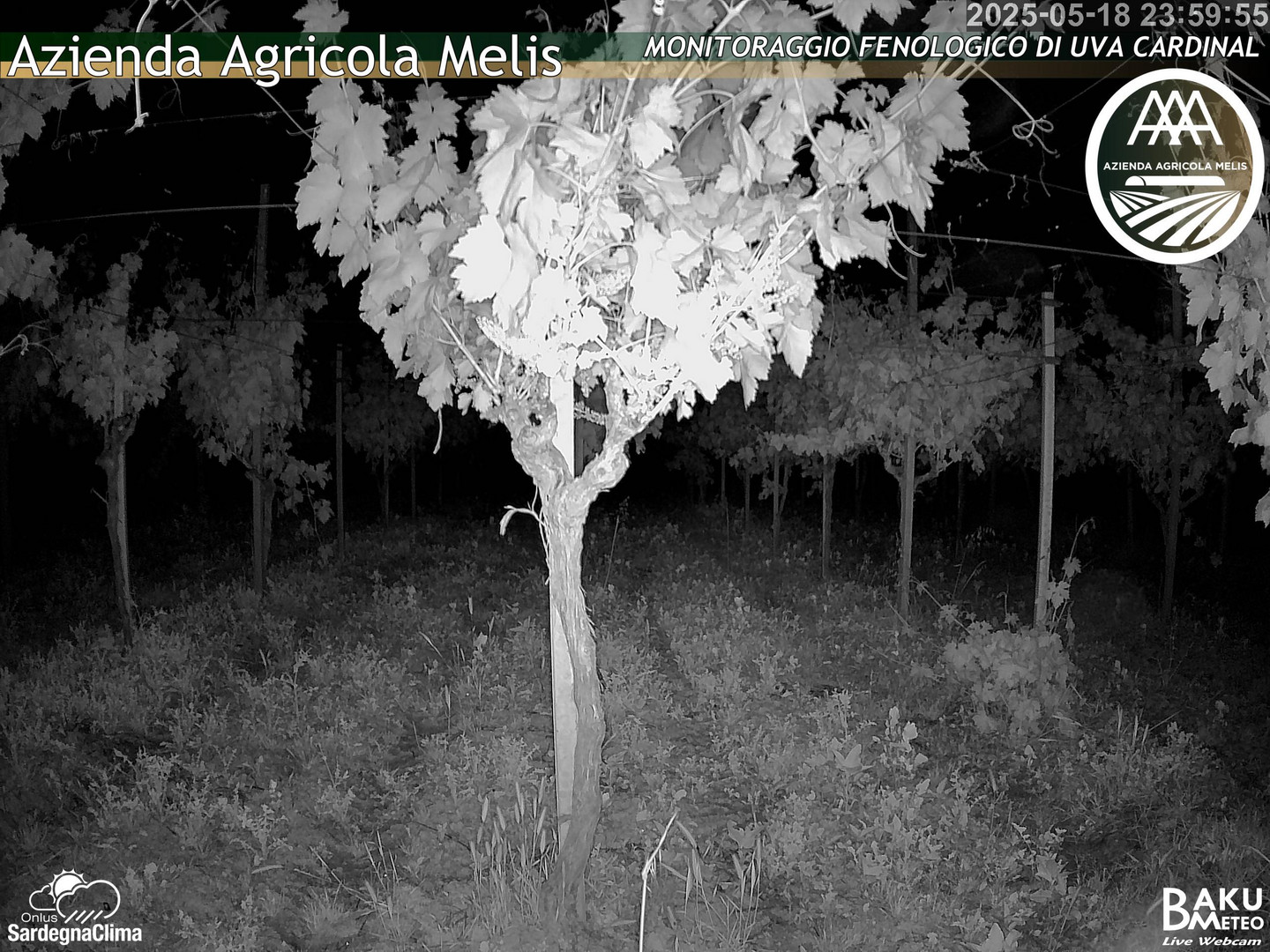 time-lapse frame, Bari Sardo - Fenologica webcam
