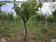 view from Bari Sardo - Fenologica on 2025-05-20