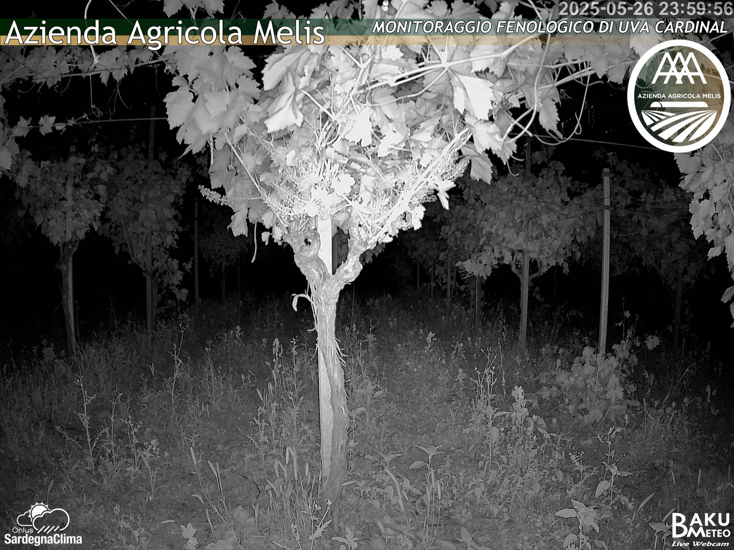 time-lapse frame, Bari Sardo - Fenologica webcam