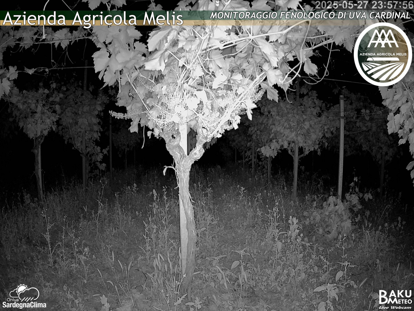 time-lapse frame, Bari Sardo - Fenologica webcam
