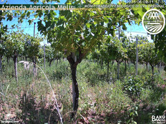 view from Bari Sardo - Fenologica on 2025-06-02