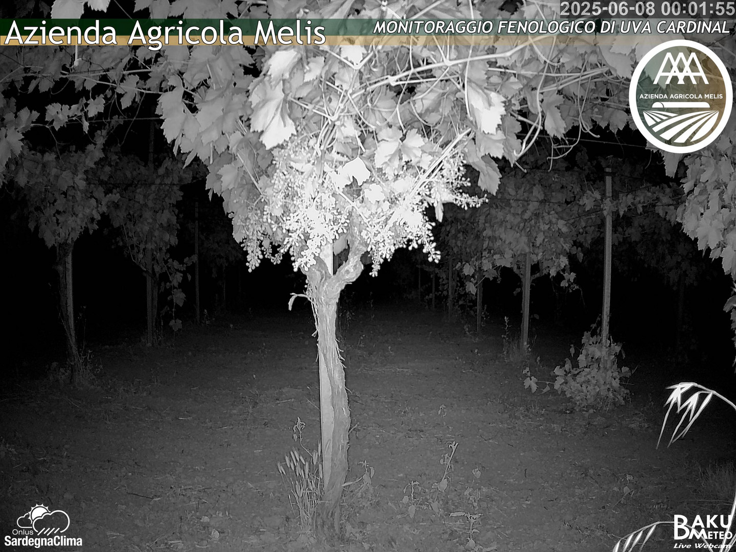 time-lapse frame, Bari Sardo - Fenologica webcam