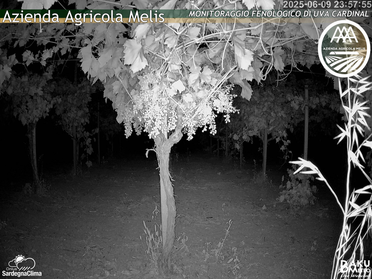 time-lapse frame, Bari Sardo - Fenologica webcam