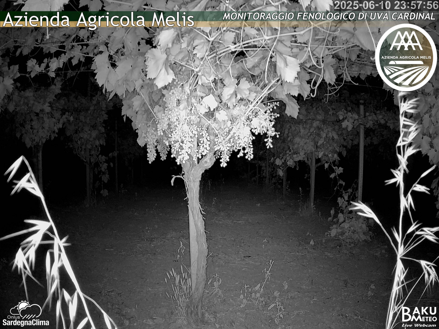time-lapse frame, Bari Sardo - Fenologica webcam