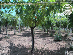 view from Bari Sardo - Fenologica on 2025-06-11