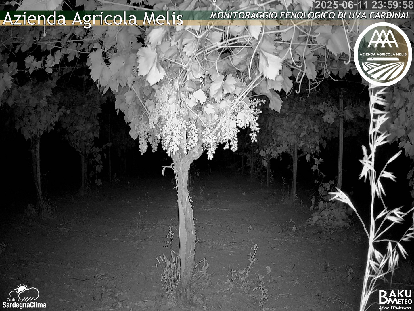time-lapse frame, Bari Sardo - Fenologica webcam