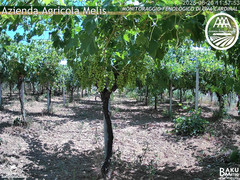 view from Bari Sardo - Fenologica on 2025-06-20