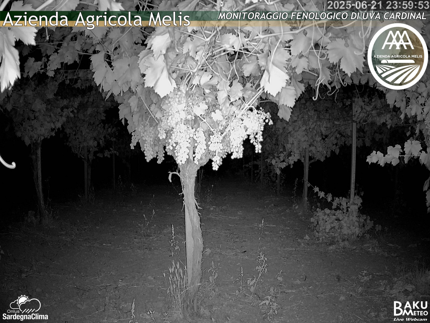 time-lapse frame, Bari Sardo - Fenologica webcam