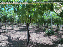 view from Bari Sardo - Fenologica on 2025-06-22