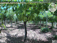 view from Bari Sardo - Fenologica on 2025-06-24