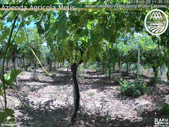 view from Bari Sardo - Fenologica on 2025-06-26