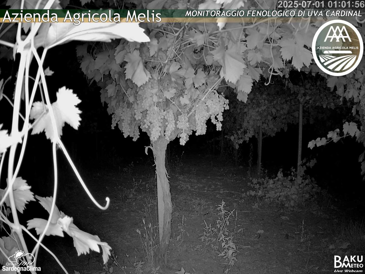 time-lapse frame, Bari Sardo - Fenologica webcam