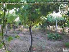 view from Bari Sardo - Fenologica on 2025-07-01