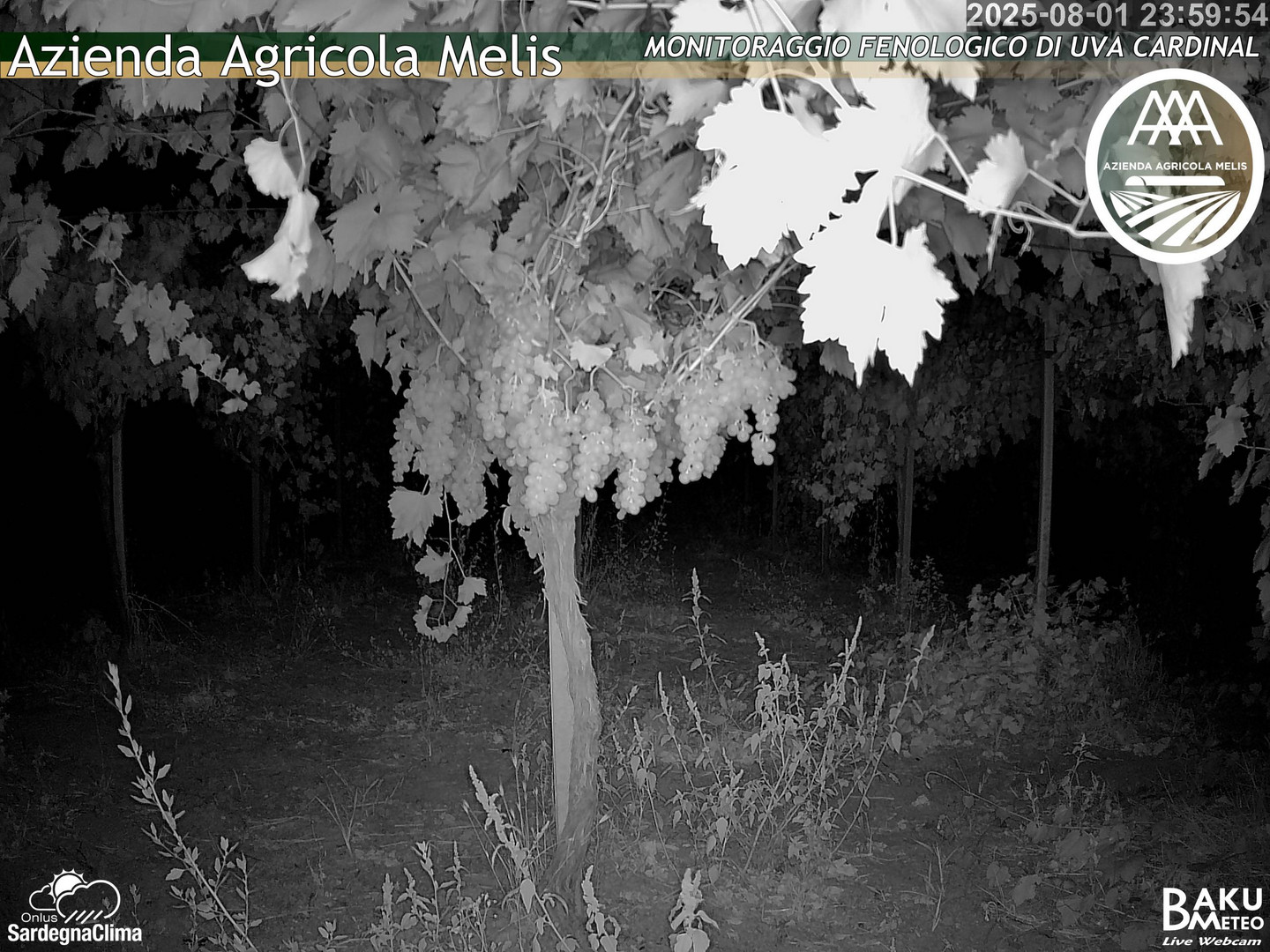 time-lapse frame, Bari Sardo - Fenologica webcam