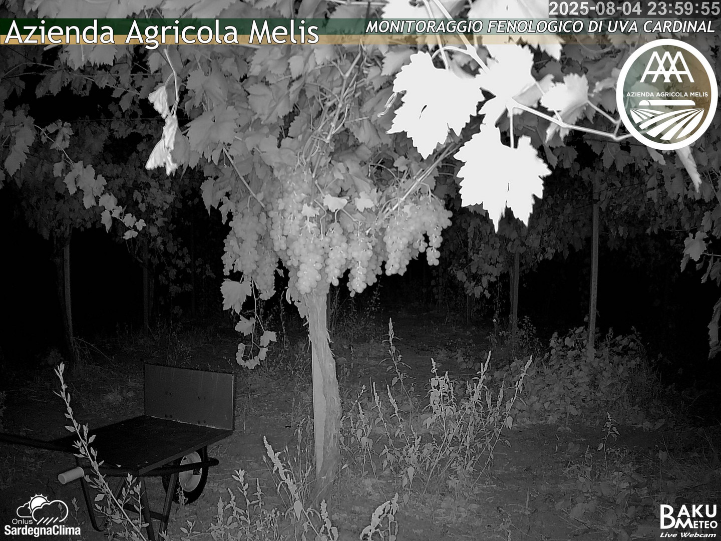 time-lapse frame, Bari Sardo - Fenologica webcam