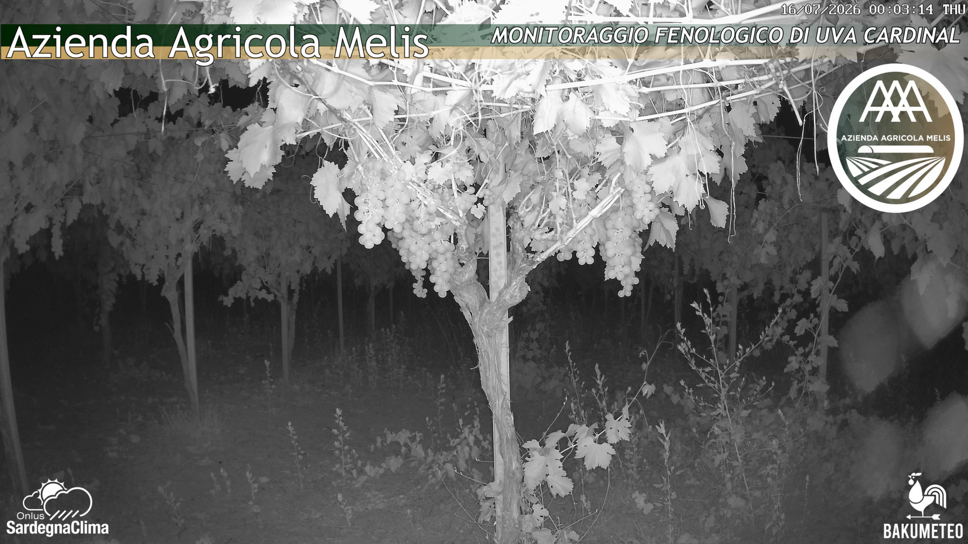 time-lapse frame, Bari Sardo - Fenologica webcam
