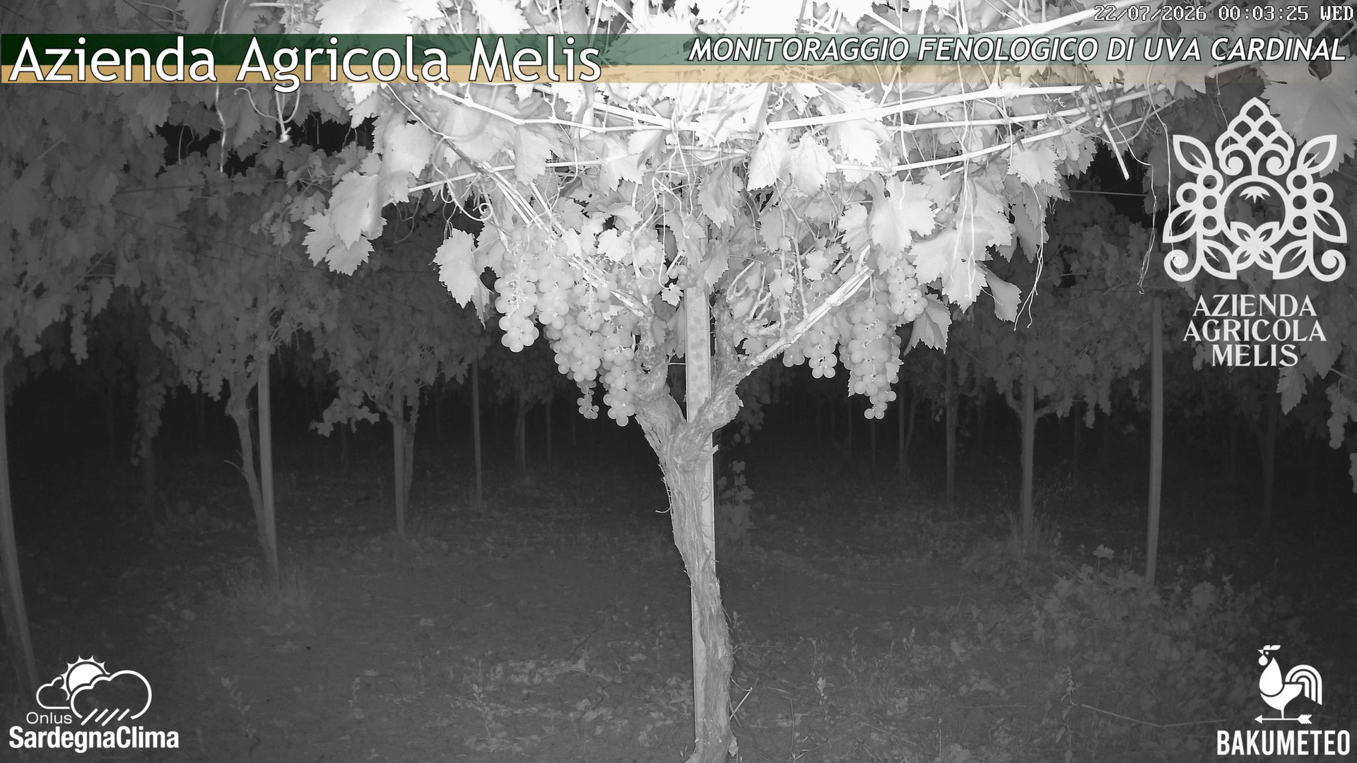 time-lapse frame, Bari Sardo - Fenologica webcam