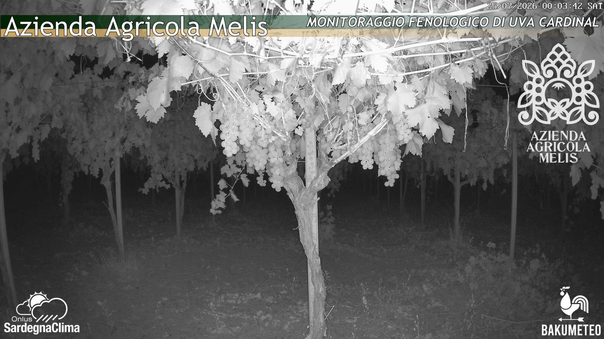time-lapse frame, Bari Sardo - Fenologica webcam