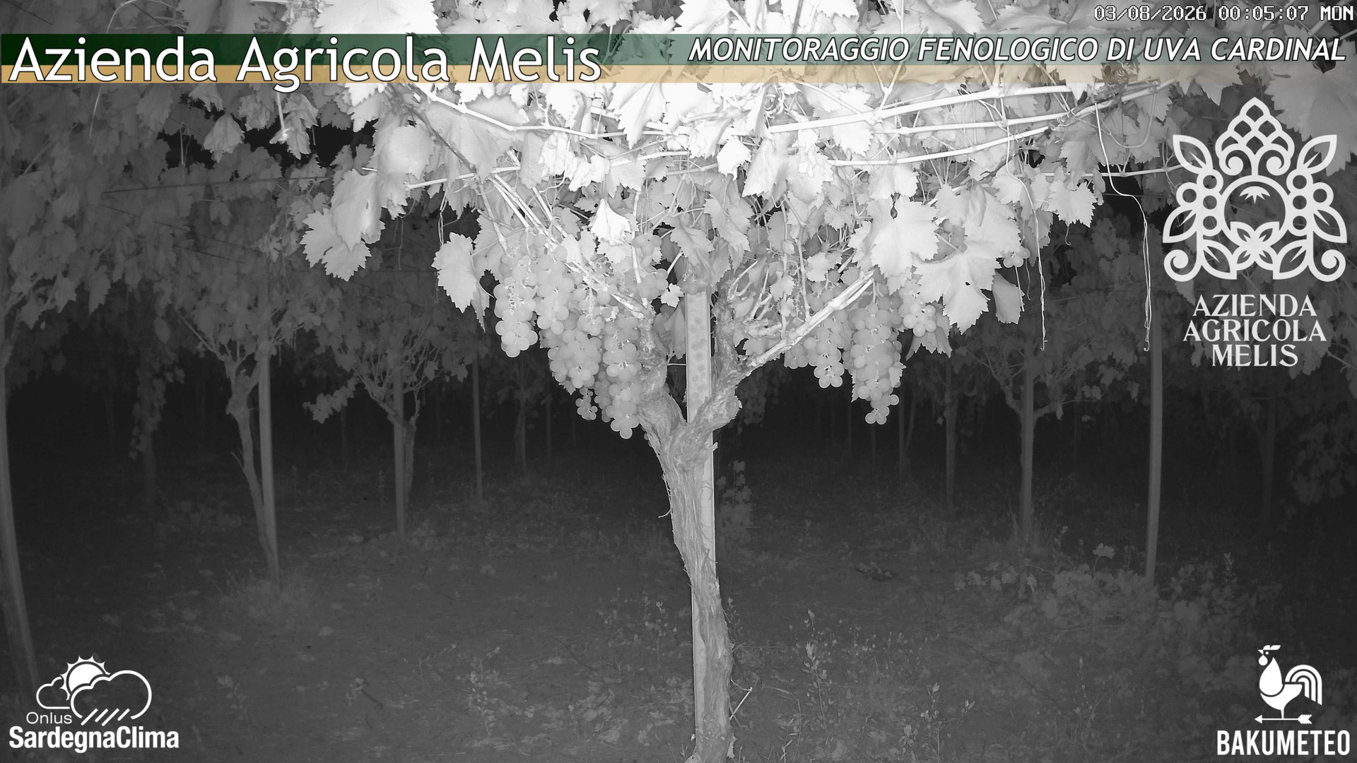 time-lapse frame, Bari Sardo - Fenologica webcam