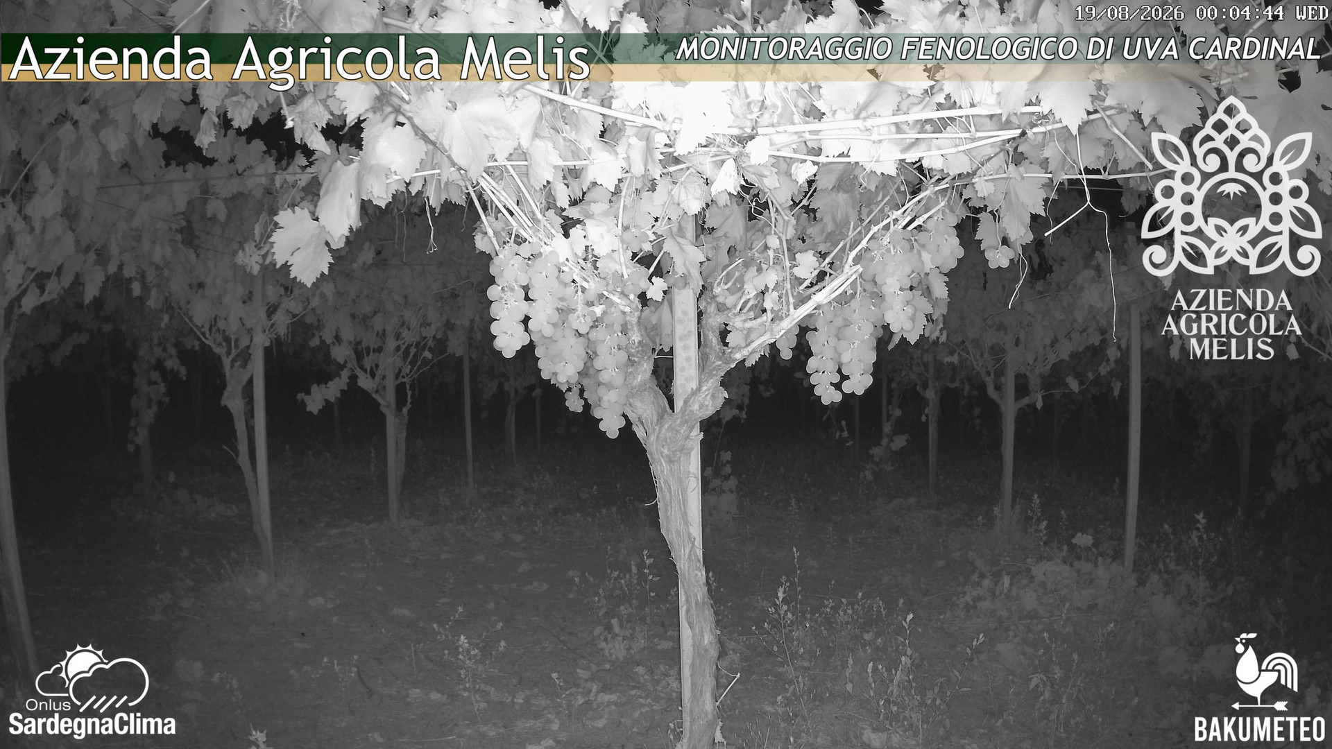 time-lapse frame, Bari Sardo - Fenologica webcam