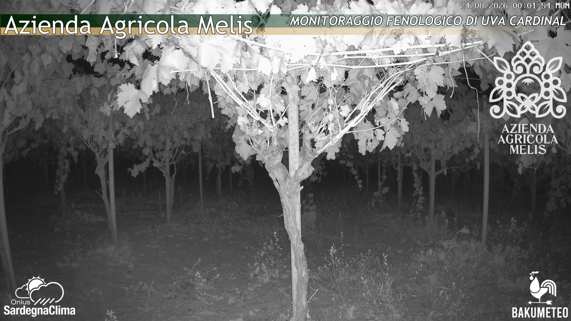 time-lapse frame, Bari Sardo - Fenologica webcam