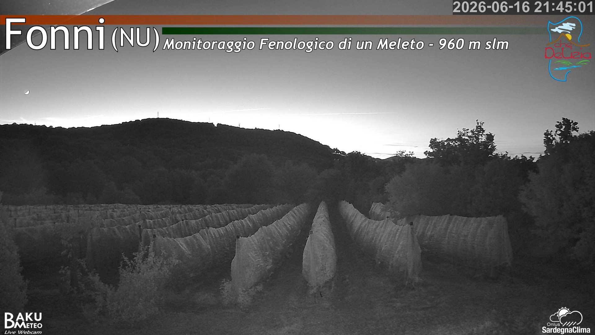 Fonni Meleto animated GIF