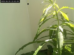 view from Weather Cam on 2025-06-29