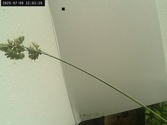 view from Weather Cam on 2025-07-09