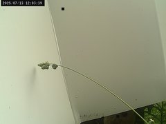 view from Weather Cam on 2025-07-13
