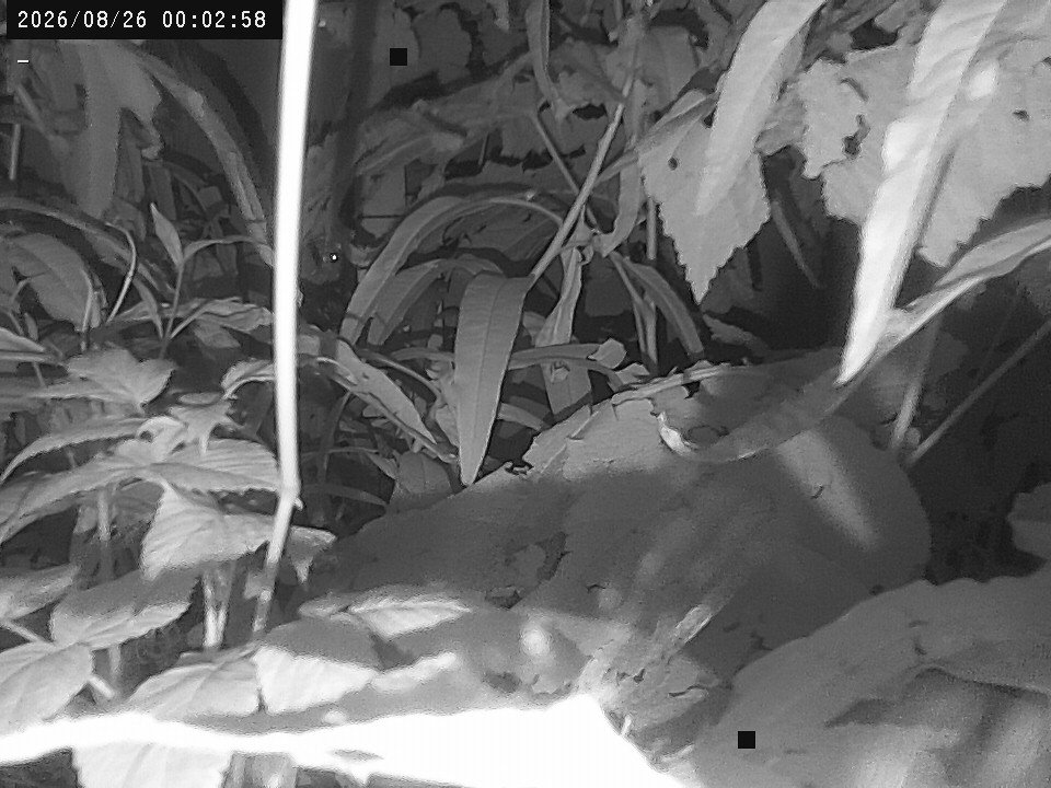 time-lapse frame, Weather Cam webcam
