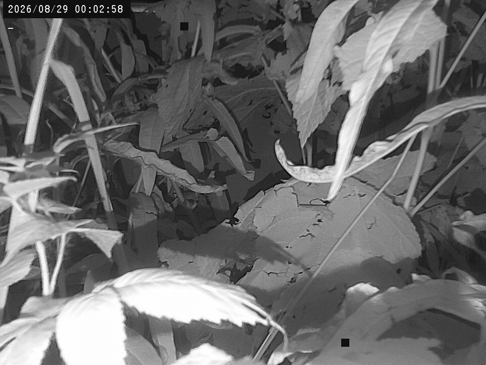 time-lapse frame, Weather Cam webcam