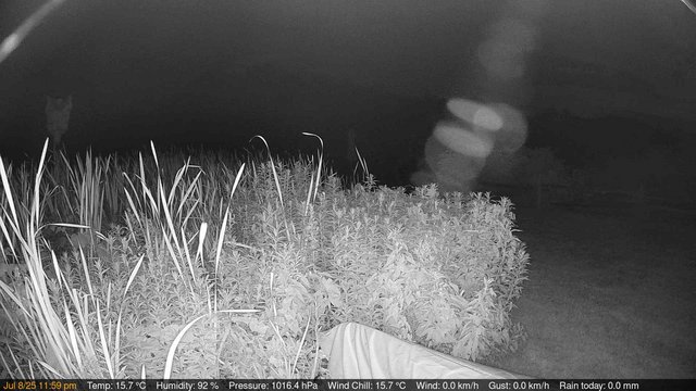 time-lapse frame, Deck-Dock Cam webcam