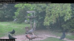 view from Wembury, Devon. Garden Zoom Cam on 2026-05-02