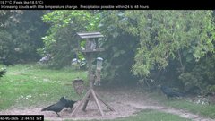 view from Wembury, Devon. Garden Zoom Cam on 2026-05-02