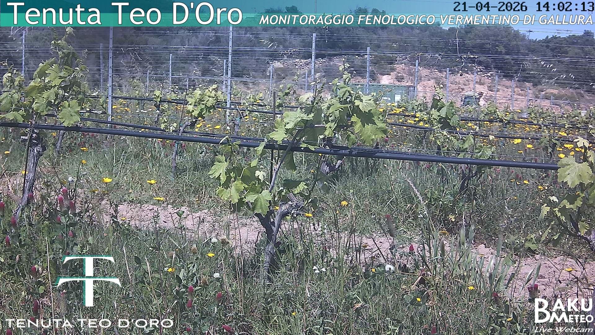 Teodoro animated GIF