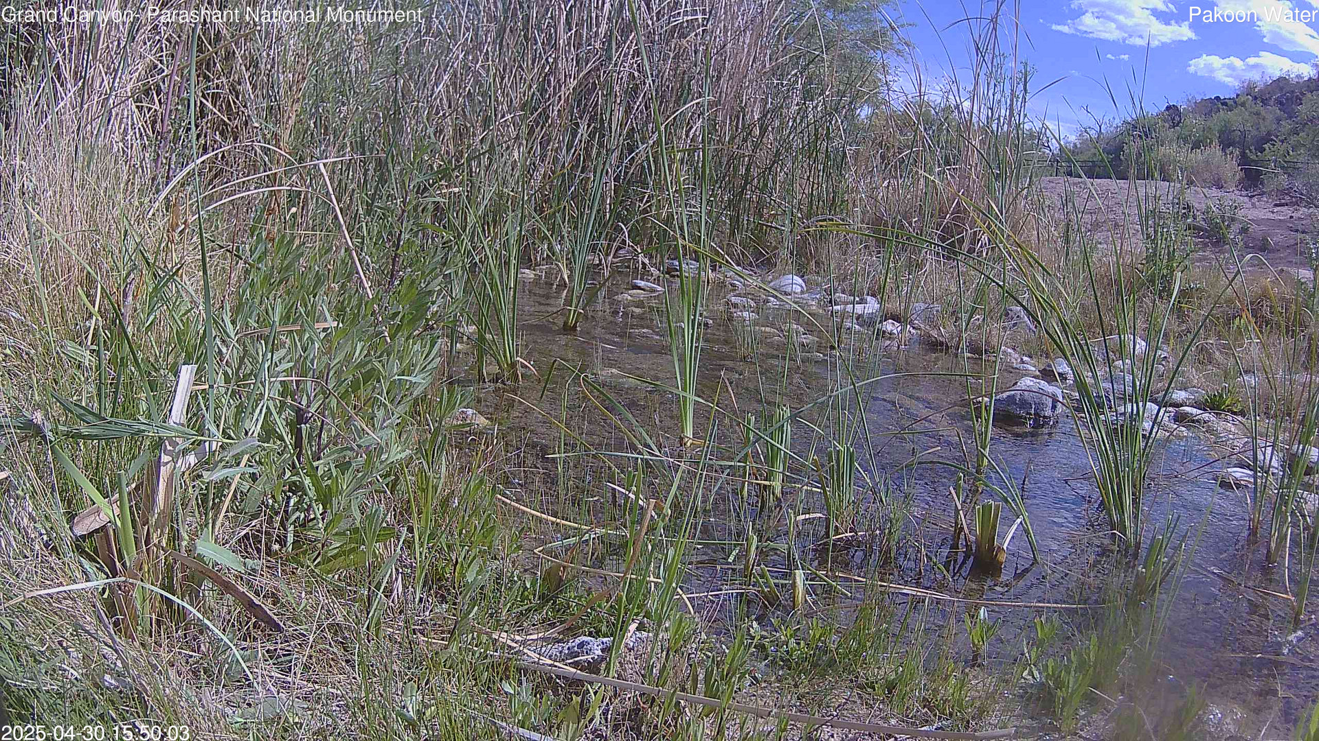 time-lapse frame, Pakoon Springs Stream Side webcam