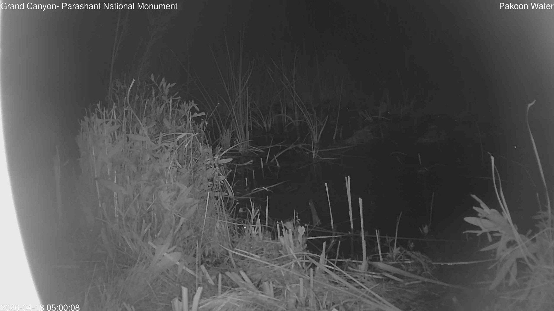 time-lapse frame, Pakoon Springs Stream Side webcam