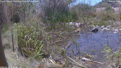 view from Pakoon Springs Stream Side on 2026-04-18