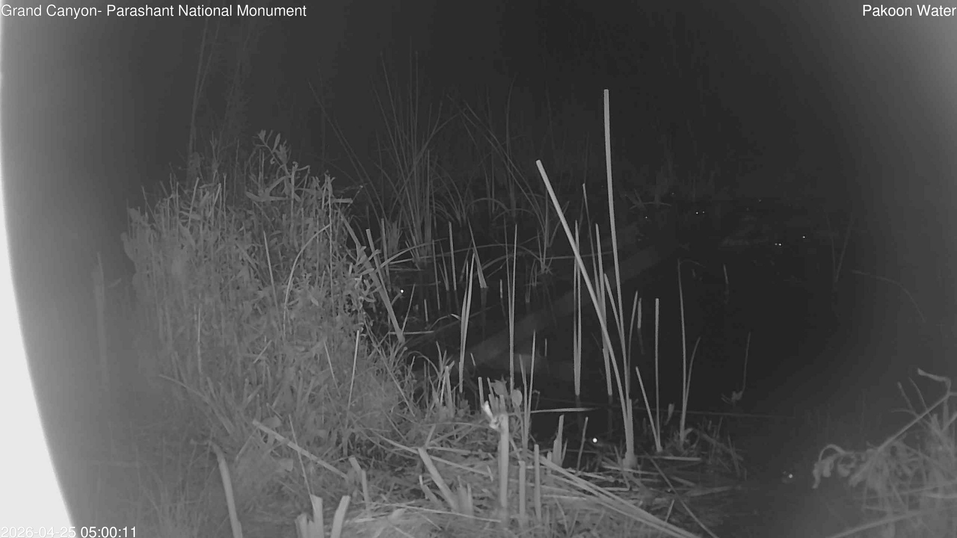 time-lapse frame, Pakoon Springs Stream Side webcam