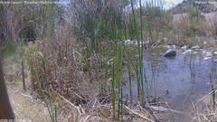 view from Pakoon Springs Stream Side on 2026-05-05