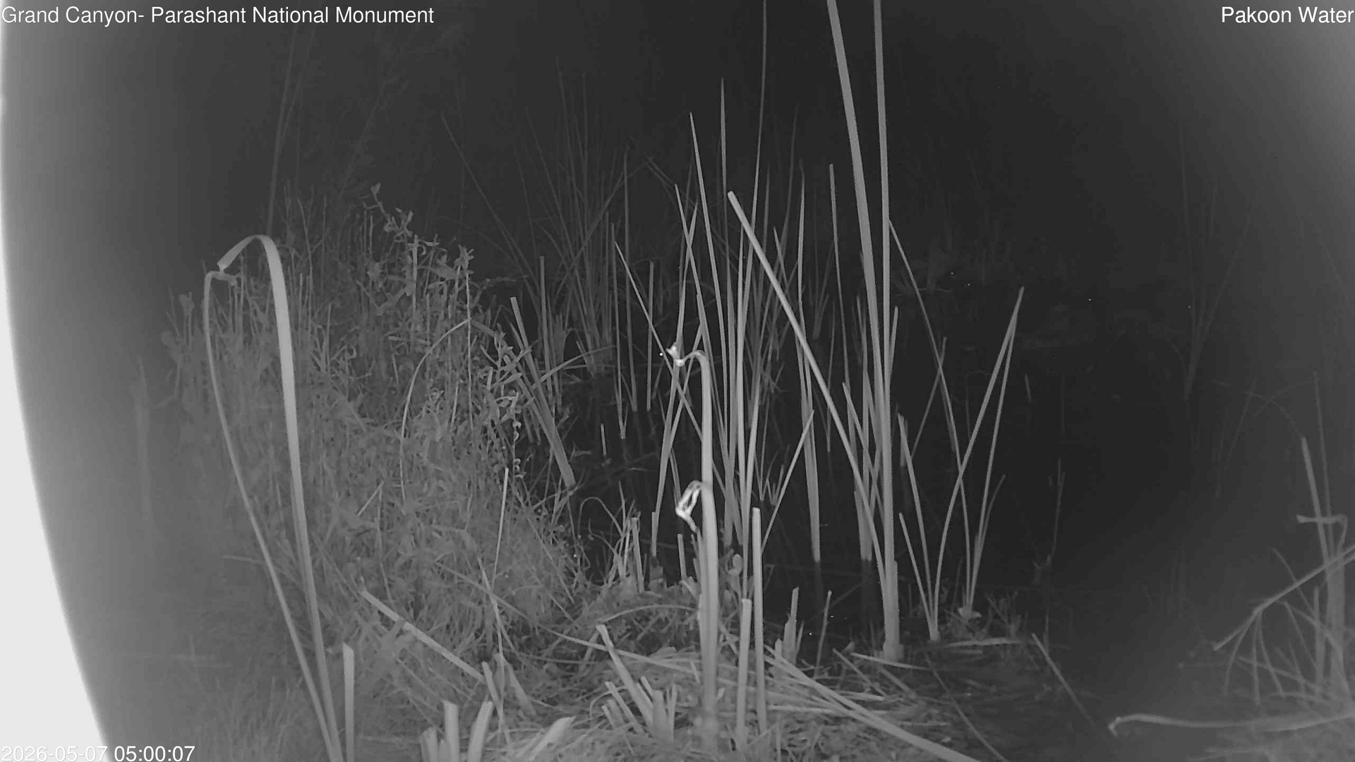 time-lapse frame, Pakoon Springs Stream Side webcam
