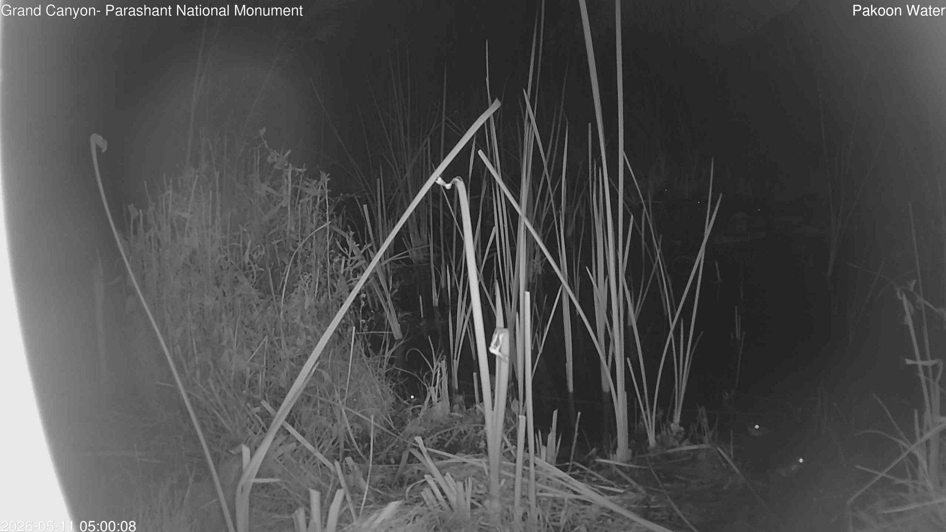 time-lapse frame, Pakoon Springs Stream Side webcam